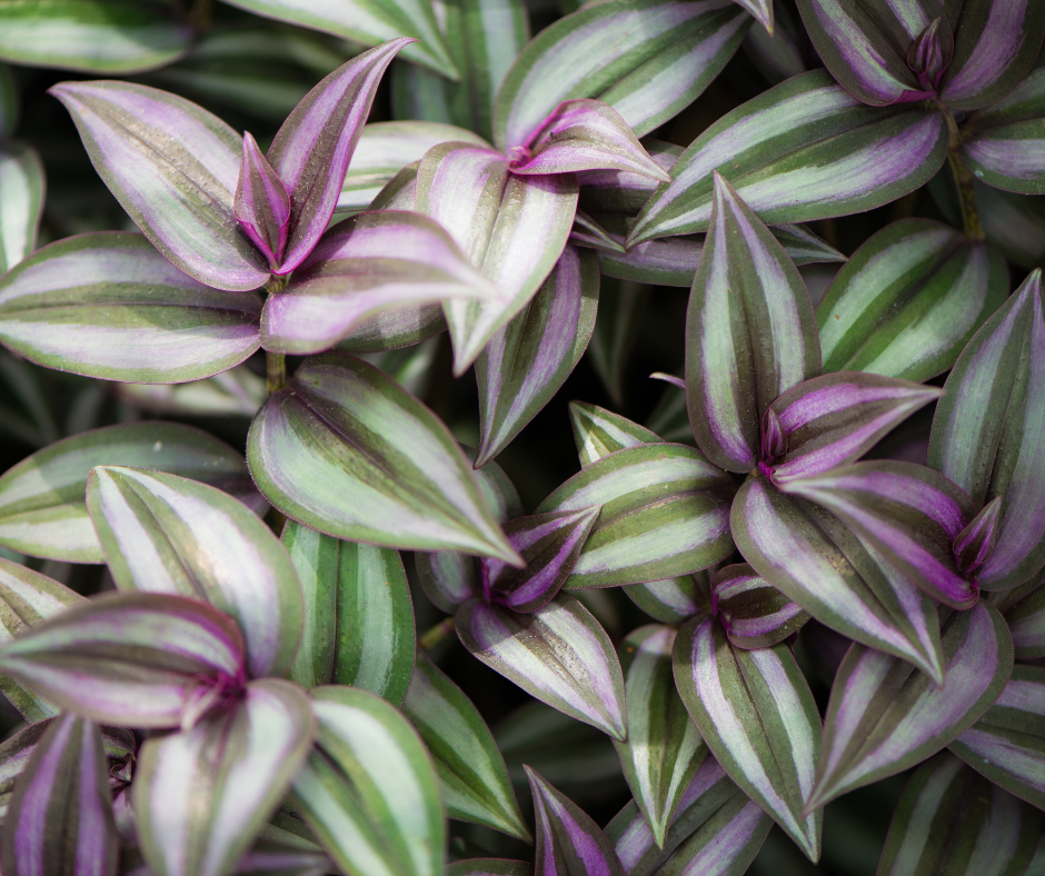 houseplant cutting wandering jew