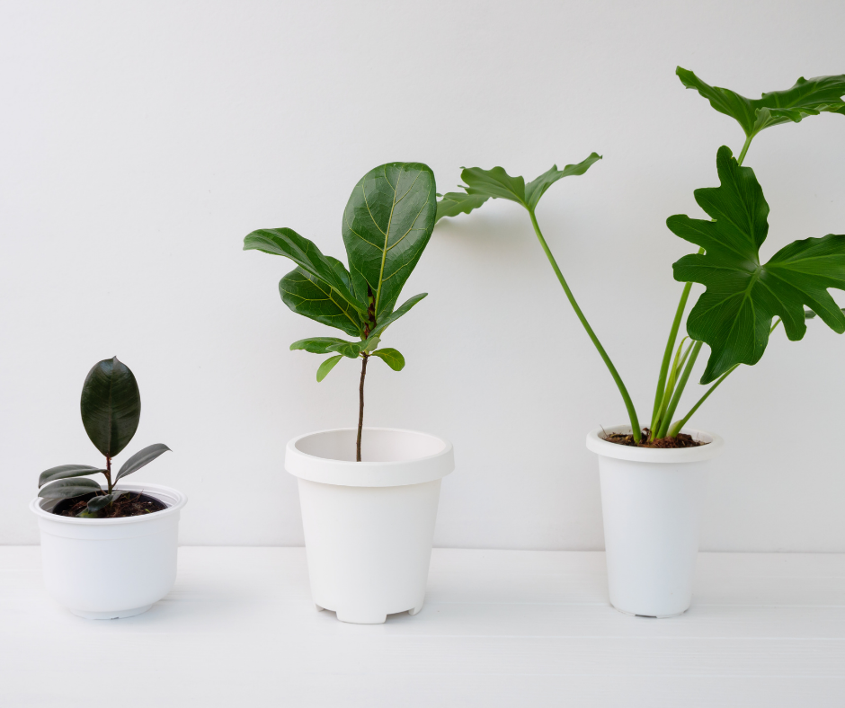 houseplant in pots