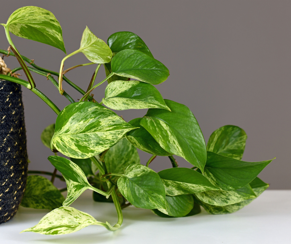 houseplant pothos