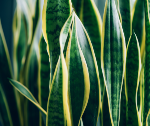 propagating snake plant from cuttings