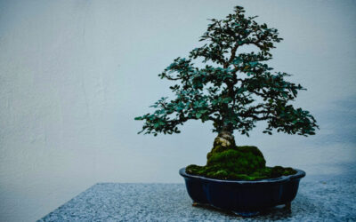 flowering bonsai trees