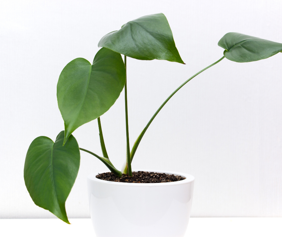 plant in white pot