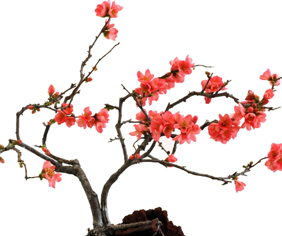 quince bonsai