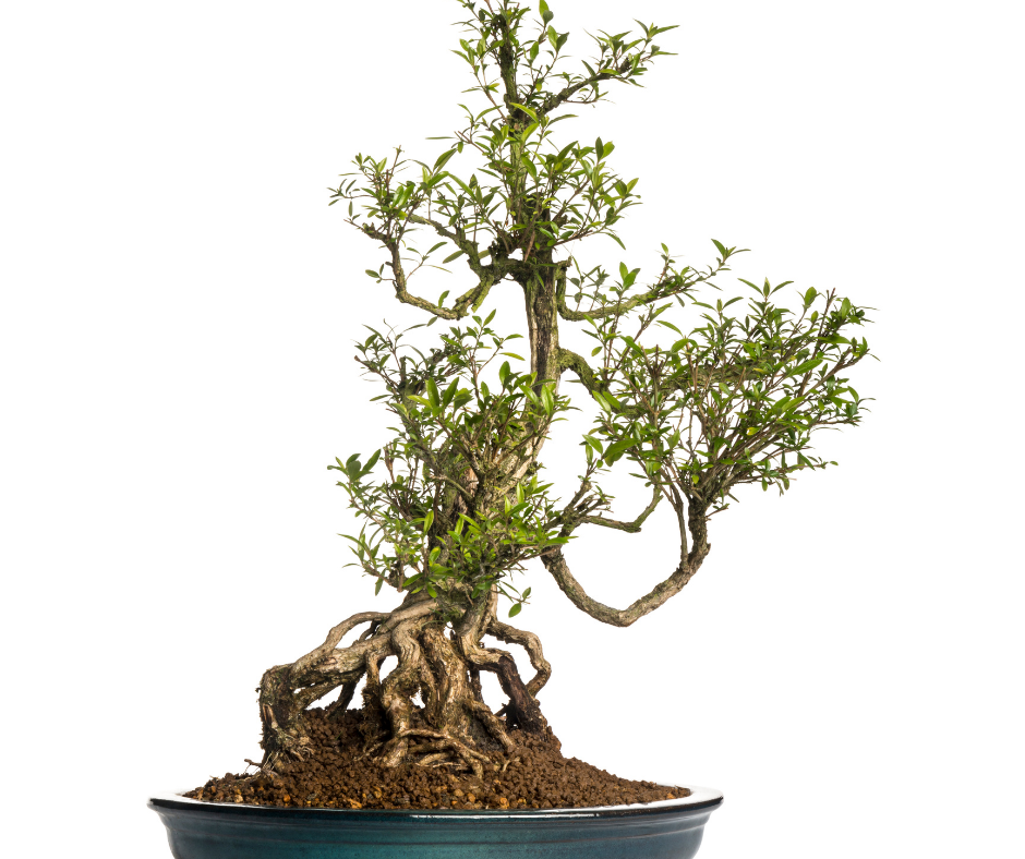 serissa bonsai