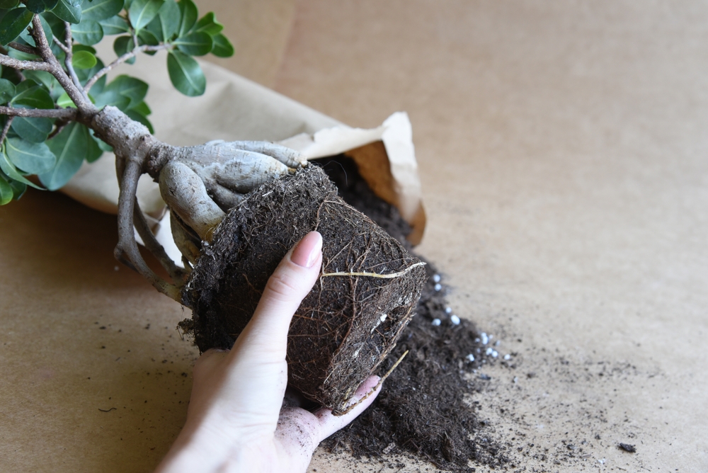 make bonsai soil at home