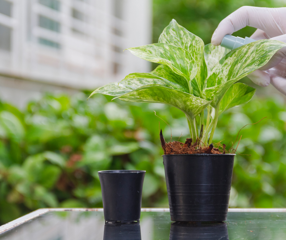 spraying houseplant