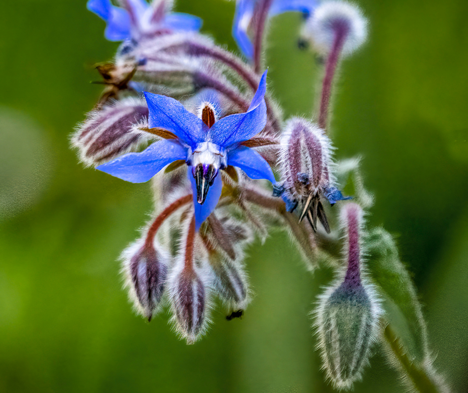 starflower