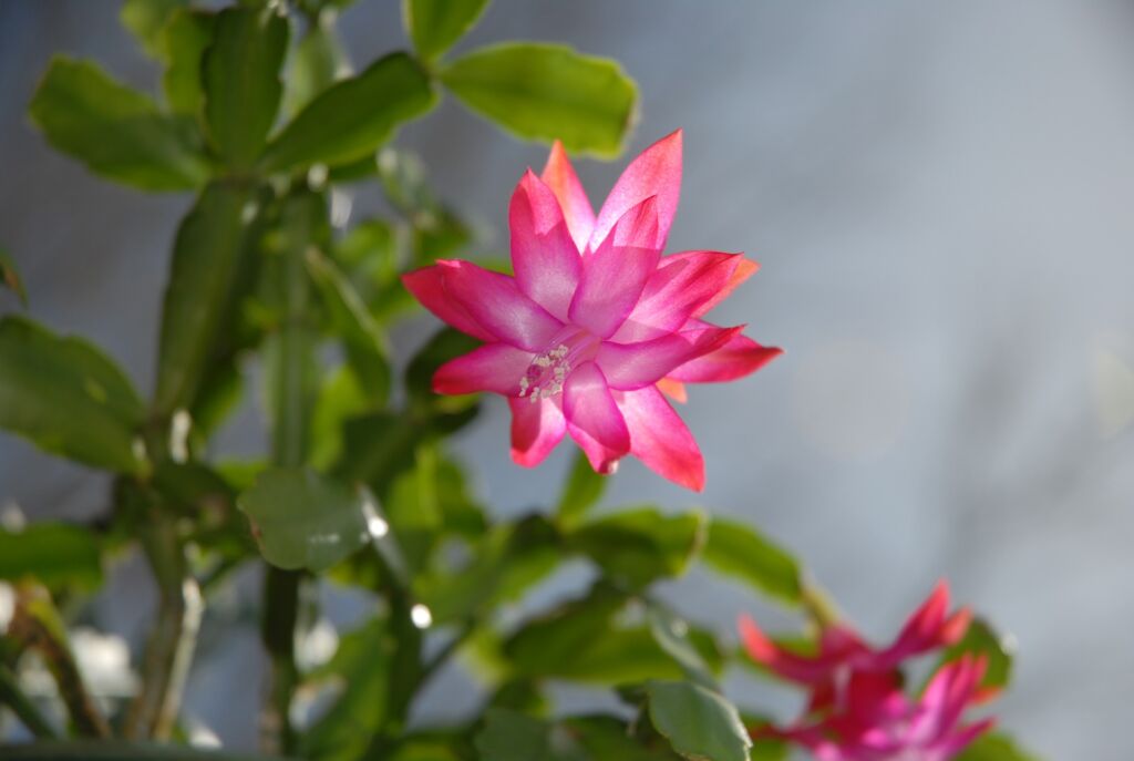 unusual cactus houseplants