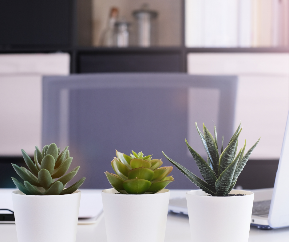 succulent in kitchen houseplants