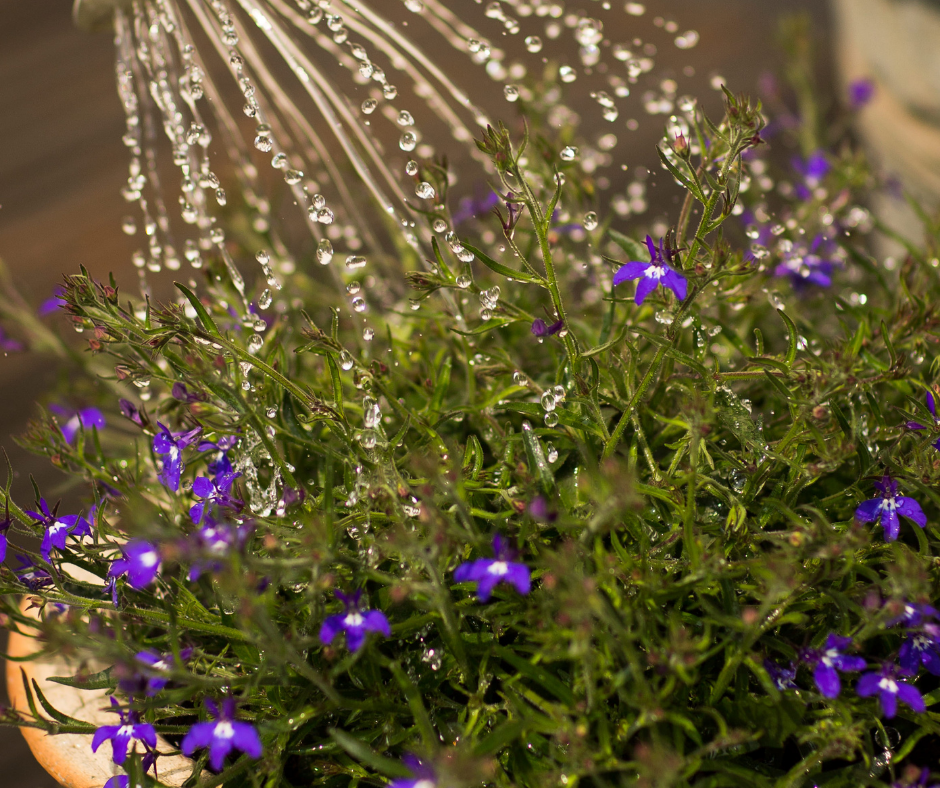 watering houseplant