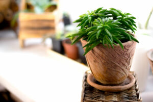 ideal potted indoor plant for an apartment 