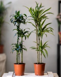 attractive tall indoor trees 