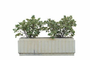 plants in a rectangular pot