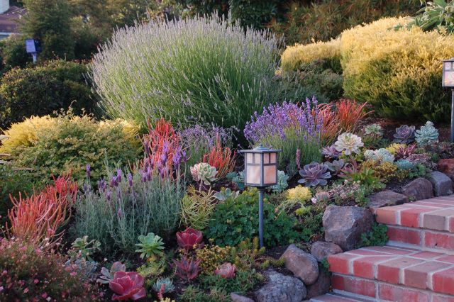 drought-tolerant plants