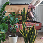 low-light houseplants