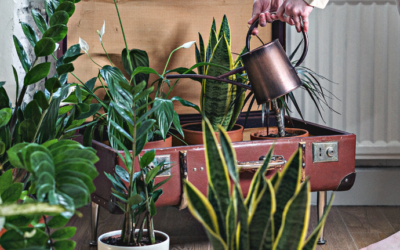 low-light houseplants