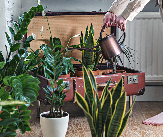 low-light houseplants