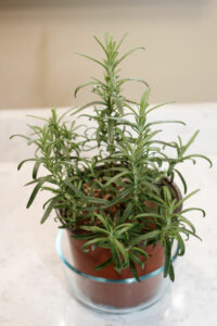 Evergreen Rosemary