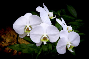 Orchids