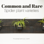 Common and Rare Spider Plant Varieties