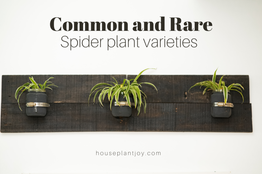 Common and Rare Spider Plant Varieties