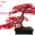 what do bonsai trees symbolize