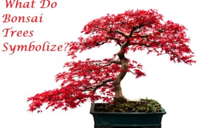 what do bonsai trees symbolize