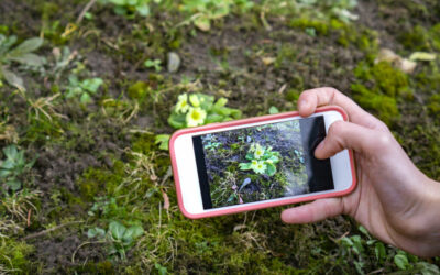 top apps to identify plants