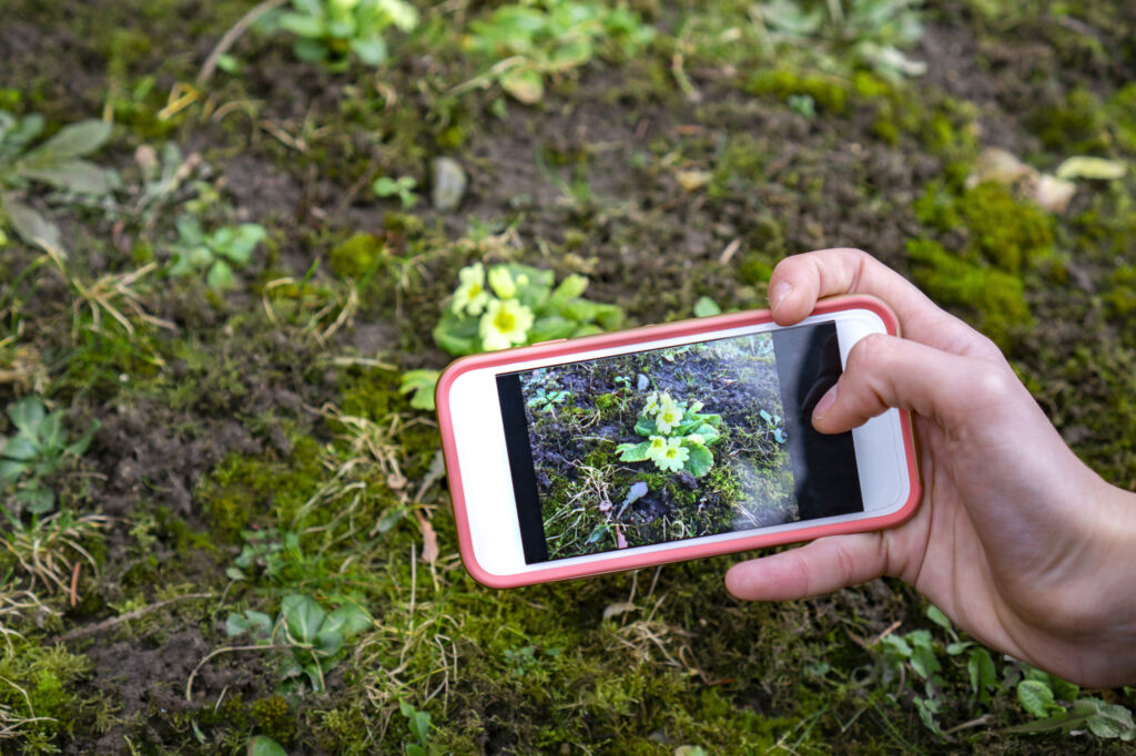 top apps to identify plants