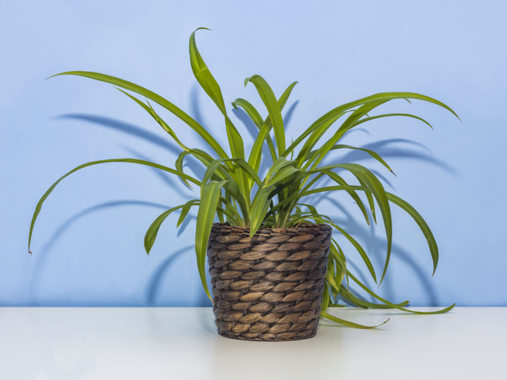 rare spider plant varieties