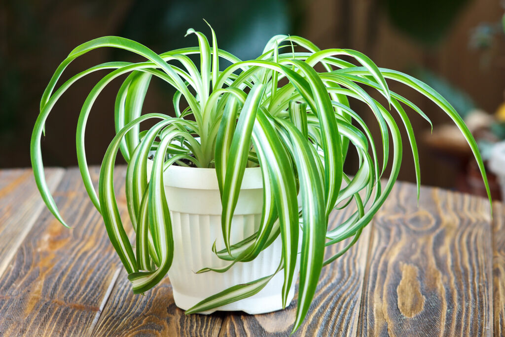 spider plants