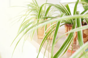 Variegated spider plant 