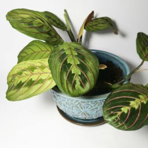 Prayer Plant