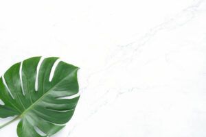 Monstera Plant