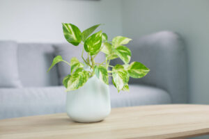 Golden Pothos - Low-light houseplants