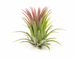 Air Plant