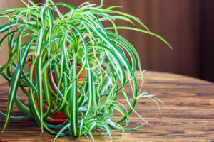 Spider Plants