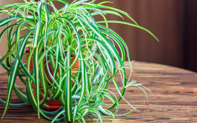 Spider Plants