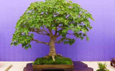 Different styles of bonsai