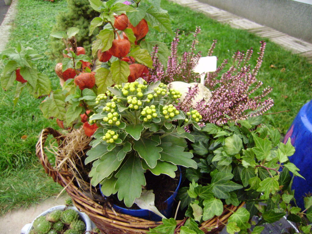 gift plants for memorial day