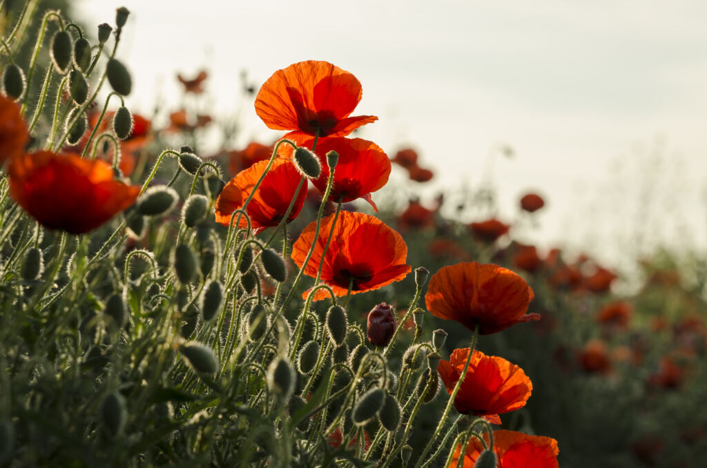 red poppy in memorial day