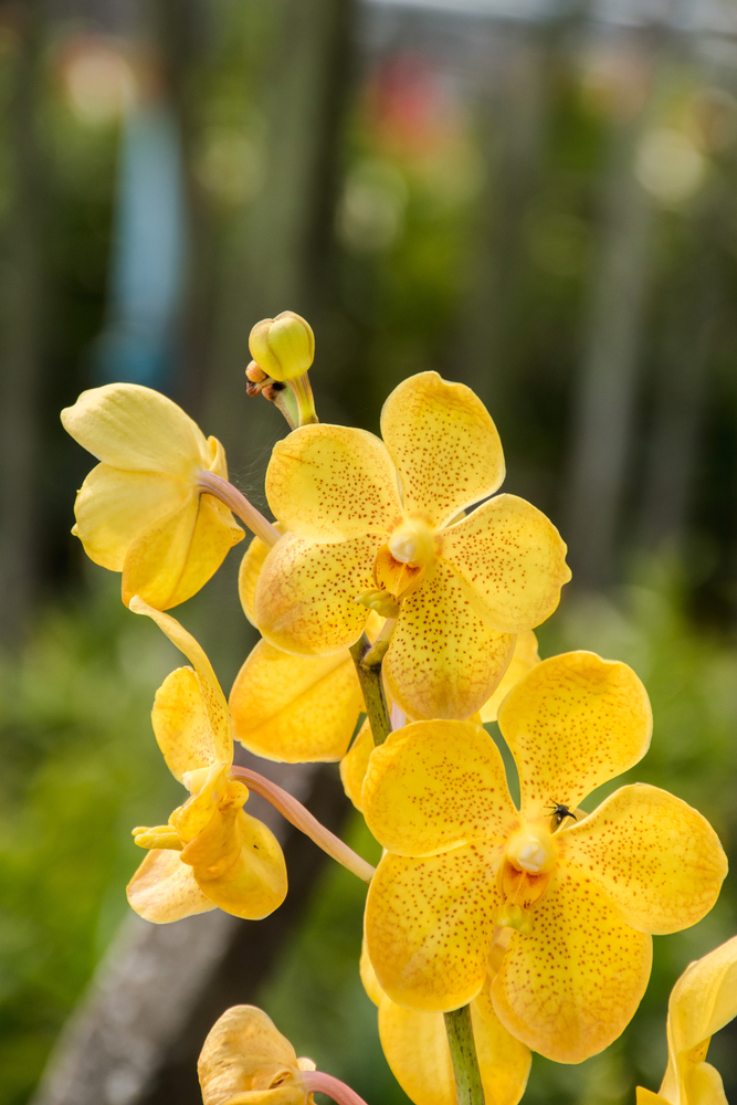 how to make your orchids bloom