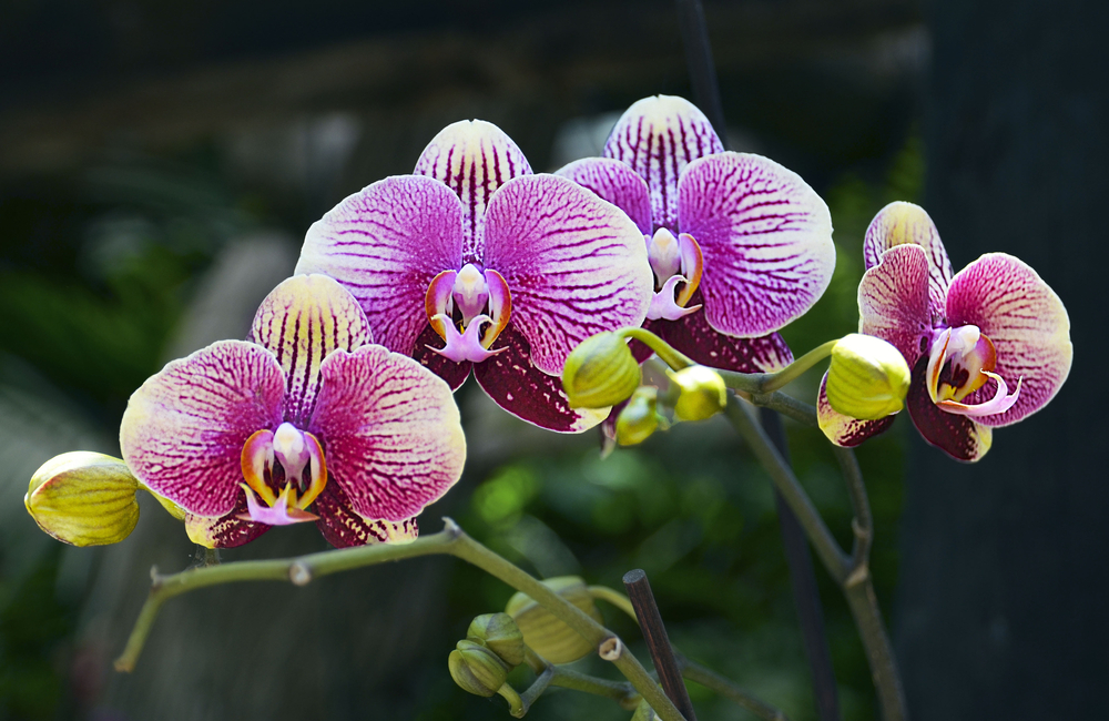 how to make your orchids bloom