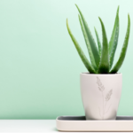 Aloe vera in a white pot