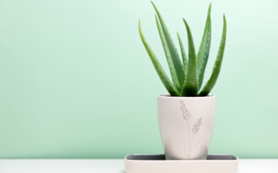 Aloe vera in a white pot