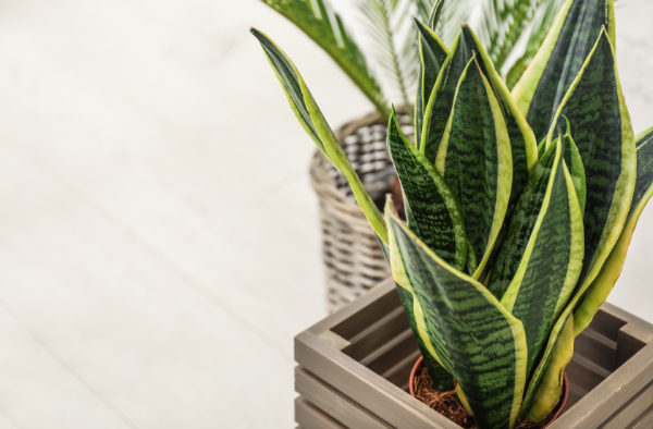 Decorative Sansevieria houseplant