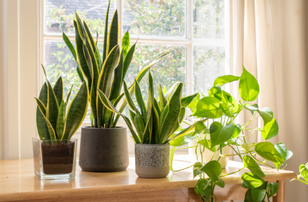 Potted golden pothos and sansevieria houseplants