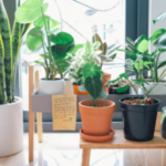 Cluster of houseplants provide valuable health benefits