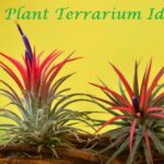 air plant terrarium ideas