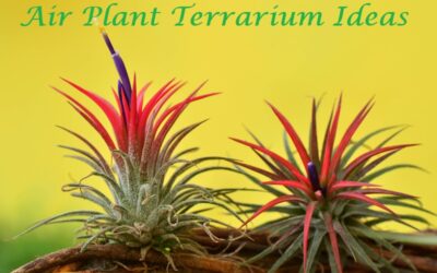 air plant terrarium ideas